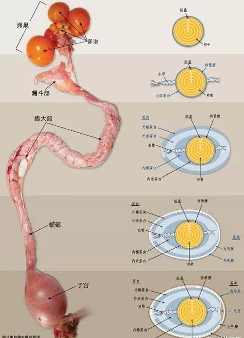 鸡怎么受精
